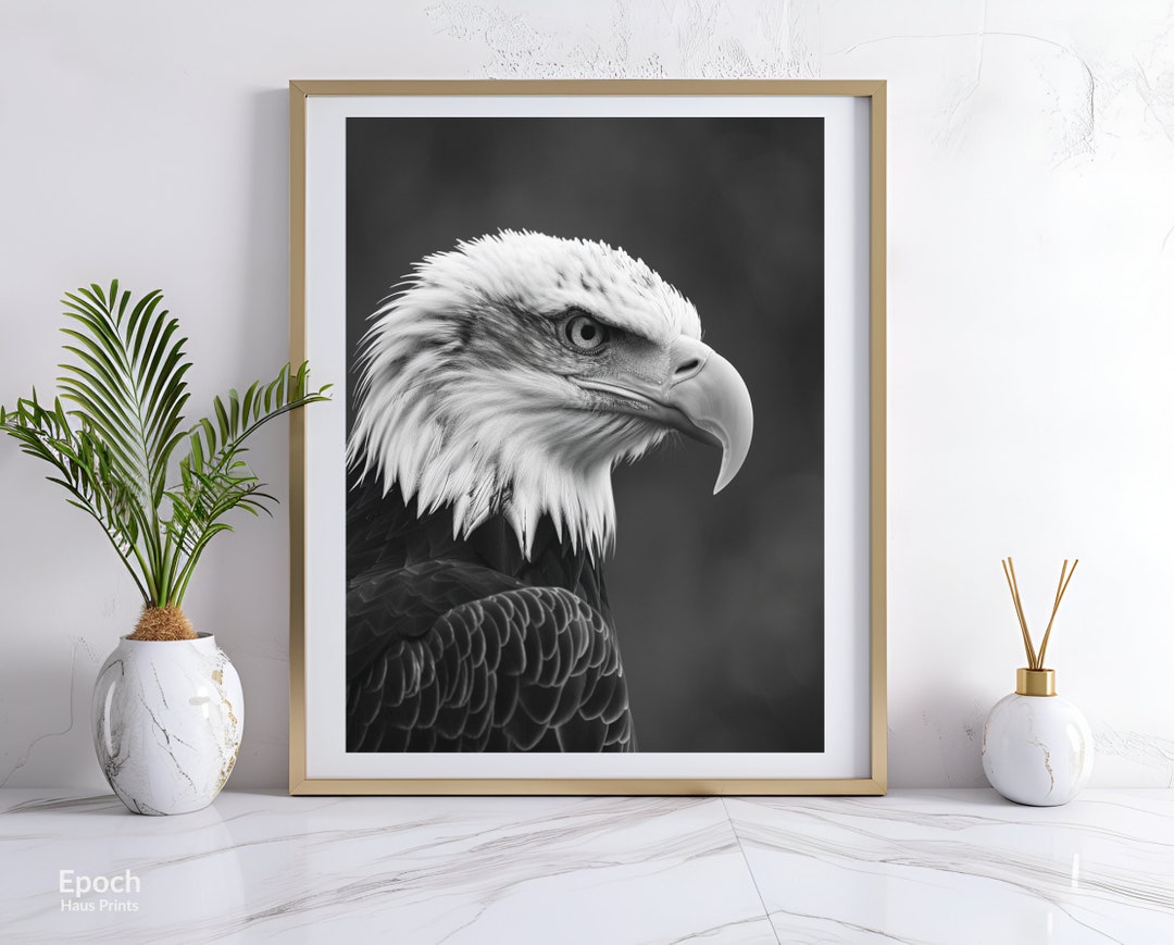 Bald Eagle Photo in Black and White, American Bald Eagle Photo ...