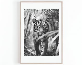 May include: A black and white photograph of a tiger walking through a jungle. The tiger is looking directly at the camera.