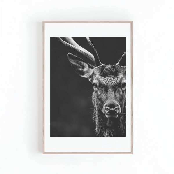 Male Deer Buck Stag Photo in Black and White, Stag Photo in High Definition, Wildlife Photography Prints, Digital Print, Instant Download