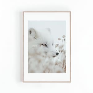 Beautiful Photo of White Arctic Fox, Wild Fox Photo High Definition, Wildlife Photography Print, Animal Photo, Instant Digital Download
