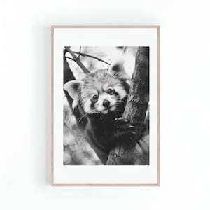 Black and White Photograph of Baby Red Panda Bear, Endangered Animal Photos, Large Cute Red Panda Photos, Digital Print, Instant Download