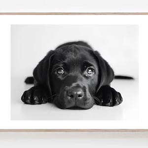 May include: Black and white framed print of a Labrador puppy. The puppy is lying down, looking directly at the viewer with big, expressive eyes. The image is a close-up, highlighting the puppy's features.