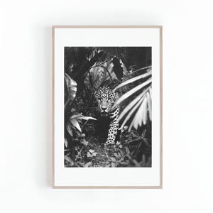 Puede incluir: Impresión enmarcada en blanco y negro de un jaguar en un entorno selvático. El felino, con su pelaje manchado, es el foco de la imagen, con su mirada intensa. La densa vegetación enmarca al animal, añadiendo profundidad y misterio.