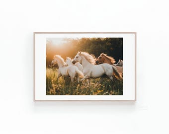 May include: A group of white horses run through a field of green grass with a golden sunset in the background.