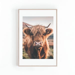 May include: A close-up portrait of a brown Highland cow with long, shaggy hair and large horns. The cow is looking directly at the camera with a gentle expression.