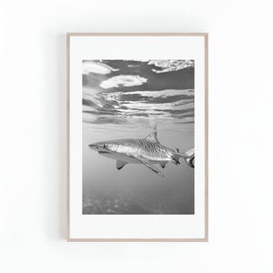 May include: A black and white photograph of a shark swimming underwater. The shark is in focus, while the water and the surface above are blurred.
