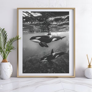 Schwarz weiß Fotografie von Orca Wal, Orca Wal Foto, Meerestiere, Schwertwal, Ozean Fotografie, Digitaldruck, Sofort Download