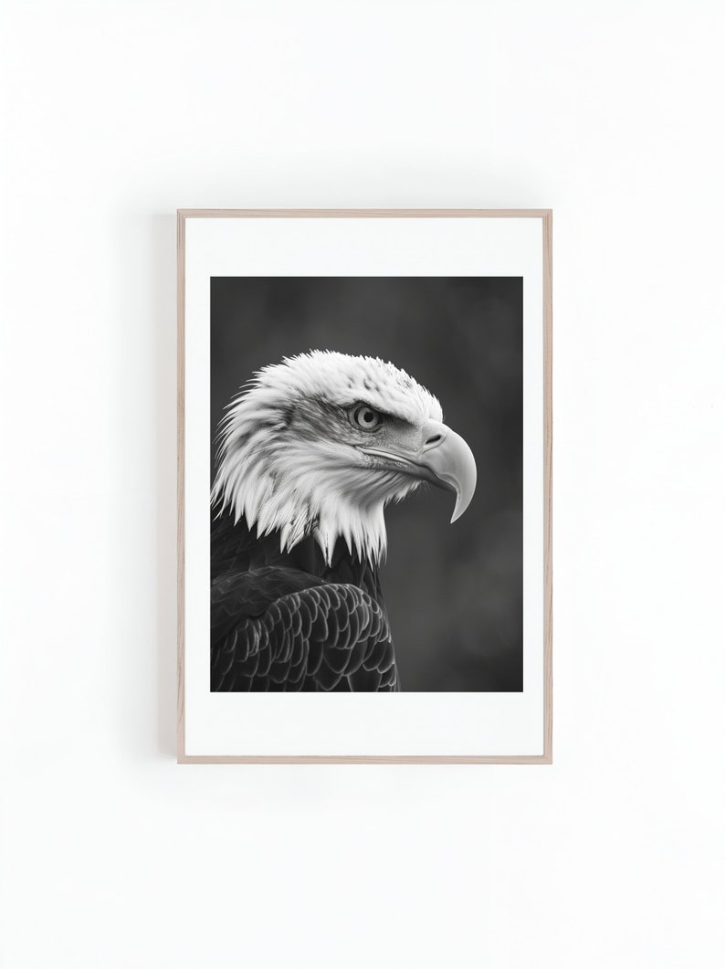 Bald Eagle Photo in Black and White, American Bald Eagle Photo ...