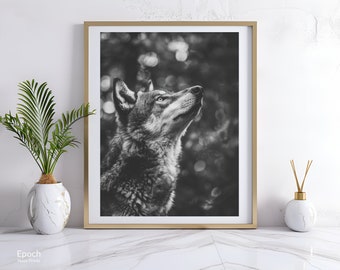 May include: A black and white photograph of a wolf looking up with its mouth closed. The wolf is in a forest setting with blurred out foliage and bokeh.