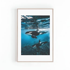 Underwater Photograph of Orca Whale, Orca Whale Photo, Marine Animals, Killer Whale, Ocean Photography, Digital Print, Instant Download