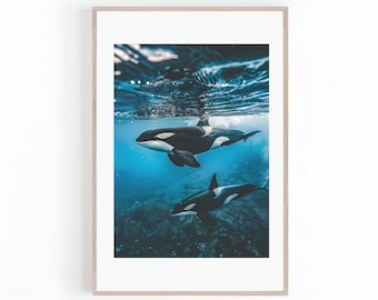 May include: Framed print showing two orcas underwater. The orcas are black and white, with one above the other. The water is a deep blue, and the image is framed in a light-coloured wooden frame.
