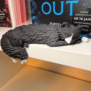 Lights Out Katze liegt über Regalkante vor Büchern