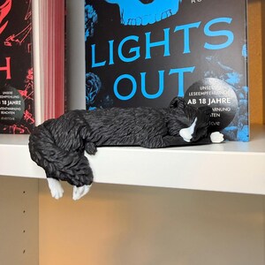 Lights Out Katze liegt über Regalkante vor Büchern