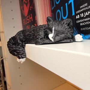 Lights Out Katze liegt über Regalkante vor Büchern