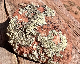 Southwest Lichen Sandstone Rock
