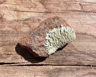 Southwest Lichen Sandstone Rock