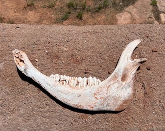 Bovine Cow Mandible Jawbone