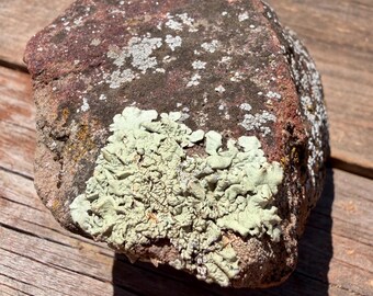 Southwest Lichen Mica Sandstone Rock Terrarium Lots of Color