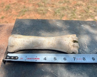 Bovine Metacarpal Metacarpus Bone Cow or Bison Weathered