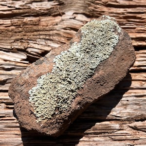 Southwest Lichen Sandstone Rock
