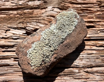 Southwest Lichen Sandstone Rock