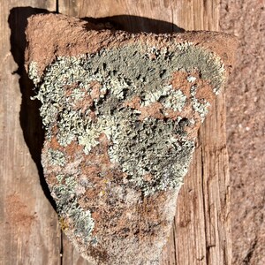 Southwest Lichen Sandstone Rock