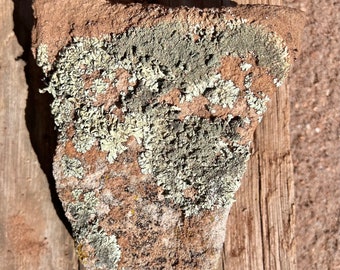 Southwest Lichen Sandstone Rock