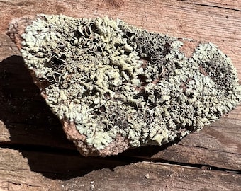 Southwest Lichen Sandstone Rock