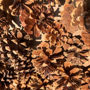 Ponderosa Pine Cones From Northern NM Crafts Rustic Decor Lot of 52