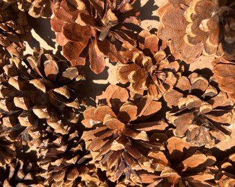Ponderosa Pine Cones From Northern NM Crafts Rustic Decor Lot of 50