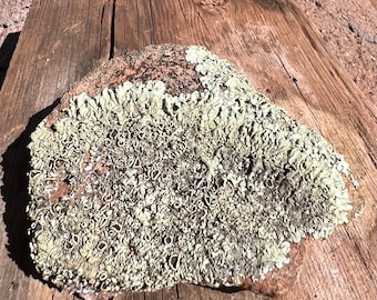 Southwest Lichen Sandstone Rock