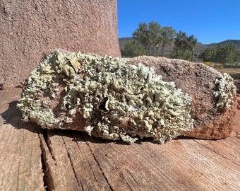 Southwest Lichen Sandstone Rock