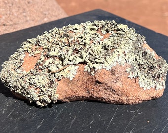 Southwest Lichen Sandstone Rock