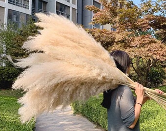 LARGE 2-4ft PAMPAS GRASS - 5 Stem - Restock Sale - Home Decor, Wedding Decor, Baby Shower, Flower Arrangement, Boho + 3 Year Warranty