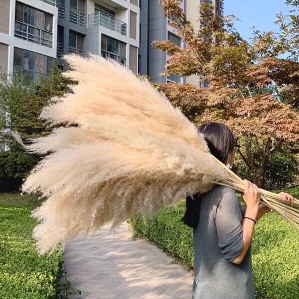 LARGE 2-4ft PAMPAS GRASS - 5 Stem - Restock Sale - Home Decor, Wedding Decor, Baby Shower, Flower Arrangement, Boho + 3 Year Warranty