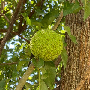 6 Maclura Pomifera Fruits (Osage Orange, Bois d’Arc, Hedge Apple)
