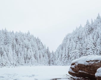 Lake Spruce