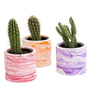 Maceta de hormigón de 7,6 cm con bandeja, con orificio de drenaje, para interior y exterior, con forma de cactus, pequeña, ideal como regalo para un nuevo compañero de trabajo.