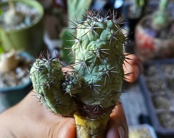 Ortegocactus macdougallii (w/ pups)