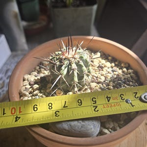 copiapoa cinerea