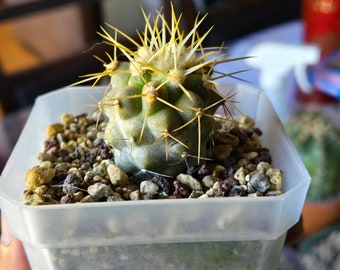 Copiapoa longistaminea