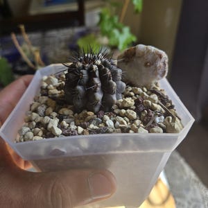 copiapoa cinerea