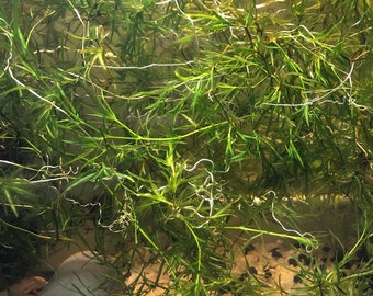 BUY 2 GET 1 FREE Guppy Grass | Najas Grass | Live Aquarium Plant