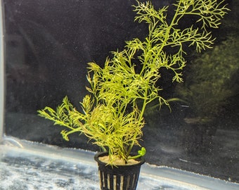 Water Sprite | Ceratopteris Thalictroide | Live Aquarium Plant