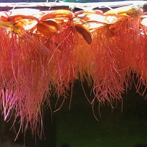 Red Root Floater | Phyllanthus Fluitans | Live Floating Aquarium Plant