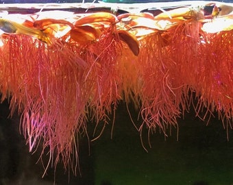 Red Root Floater | Phyllanthus Fluitans | Live Floating Aquarium Plant