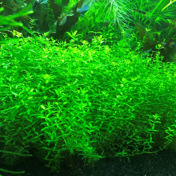 Pearl Weed | Micranthemum Micranthemoides | Mid/Foreground Live Aquarium Carpeting Stem Plant