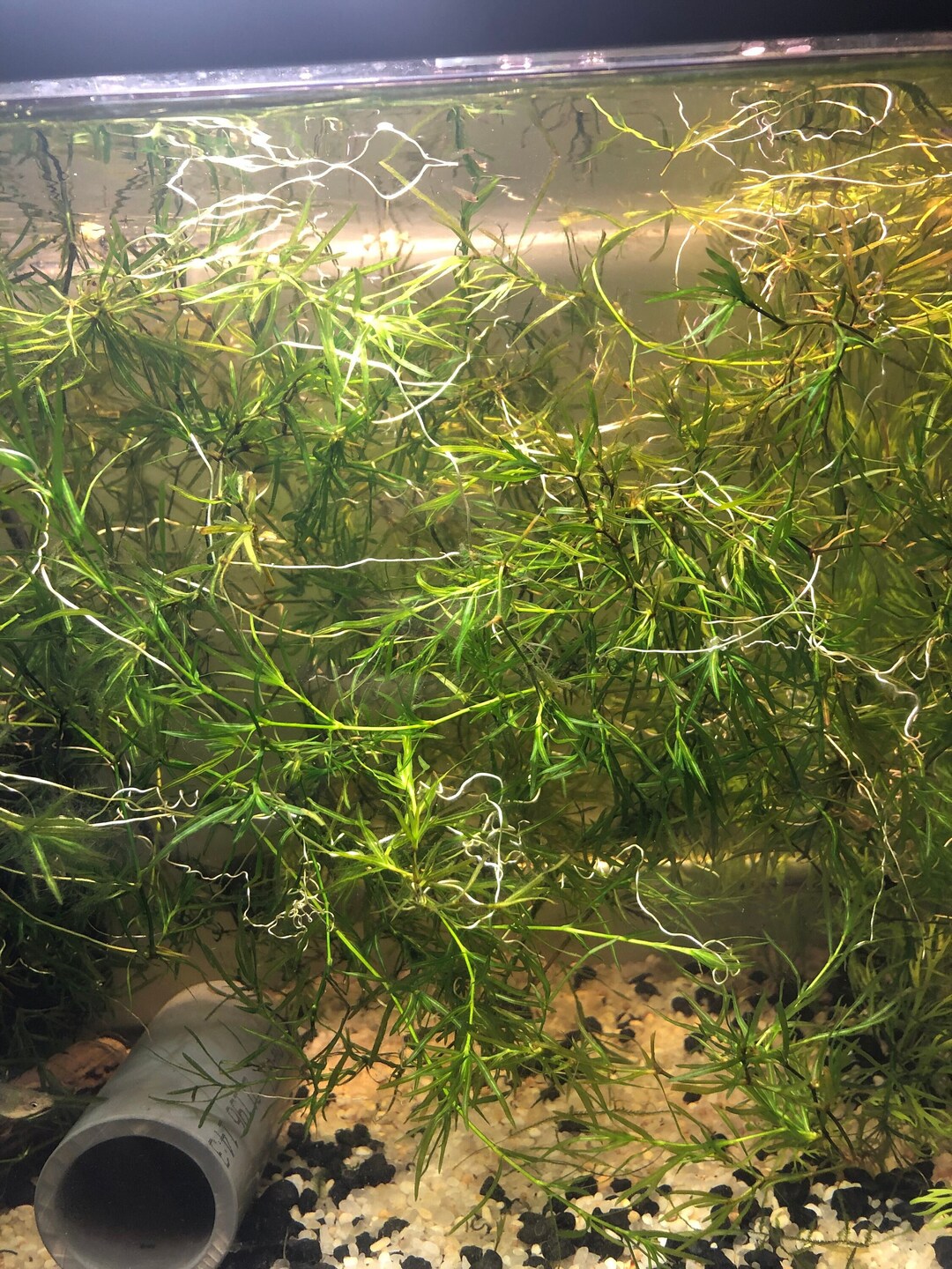 thumbnail image 2 of BUY 2 GET 1 FREE – Guppy Grass Najas Guadalupensis – Live Aquarium Plants – Freshwater 2 of 6
