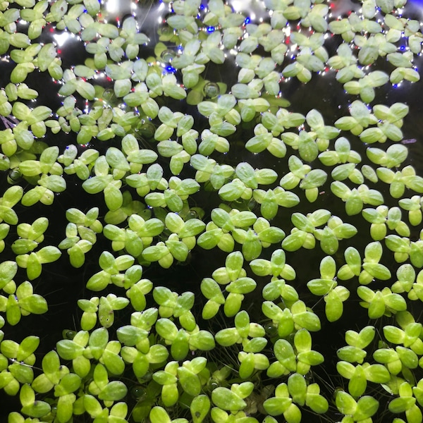 Duckweed | Landoltia punctata | 2 ounces | Live Floating Aquarium Plant