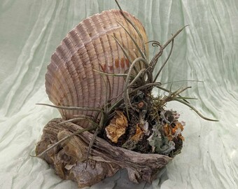 Air Plant display handmade / Shell and driftwood.